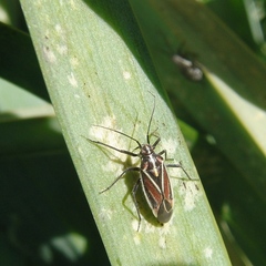 Horistus orientalis