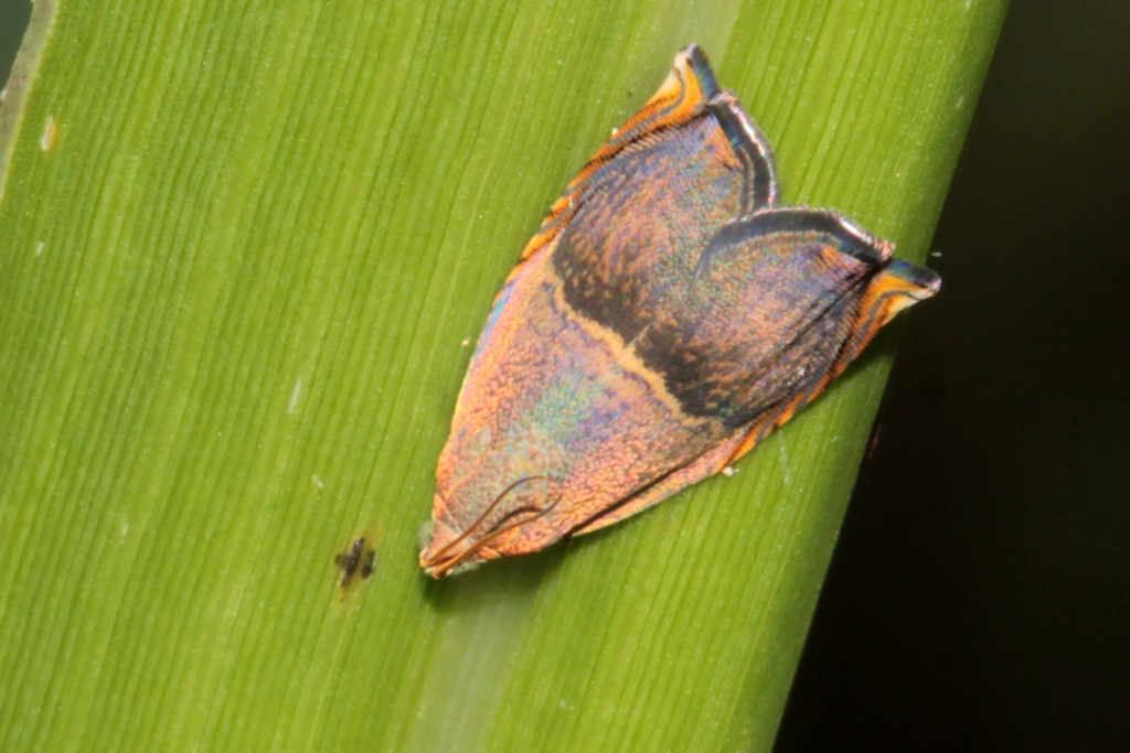 Anthozela chrysoxantha