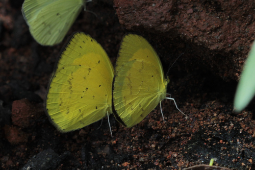Angled Grass Yellow