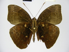 Euriphene conjungens chalybeata