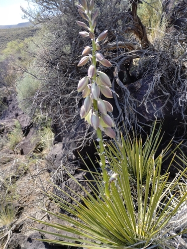Yucca baileyi