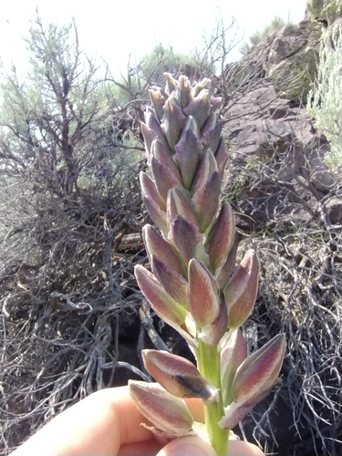 Yucca baileyi