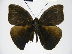 Euriphene conjungens chalybeata