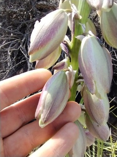 Yucca baileyi