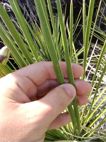Image of Yucca baileyi by no rights reserved