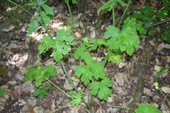 Ranunculus tuberosus