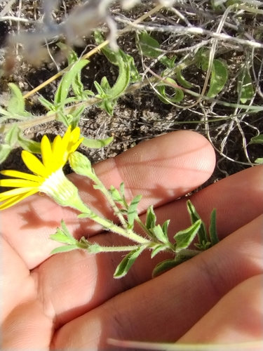 Image of Heterotheca hirsutissima by no rights reserved