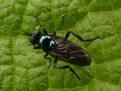 Actina chalybea