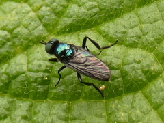 Actina chalybea