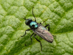 Actina chalybea