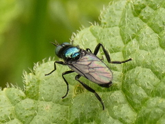 Actina chalybea