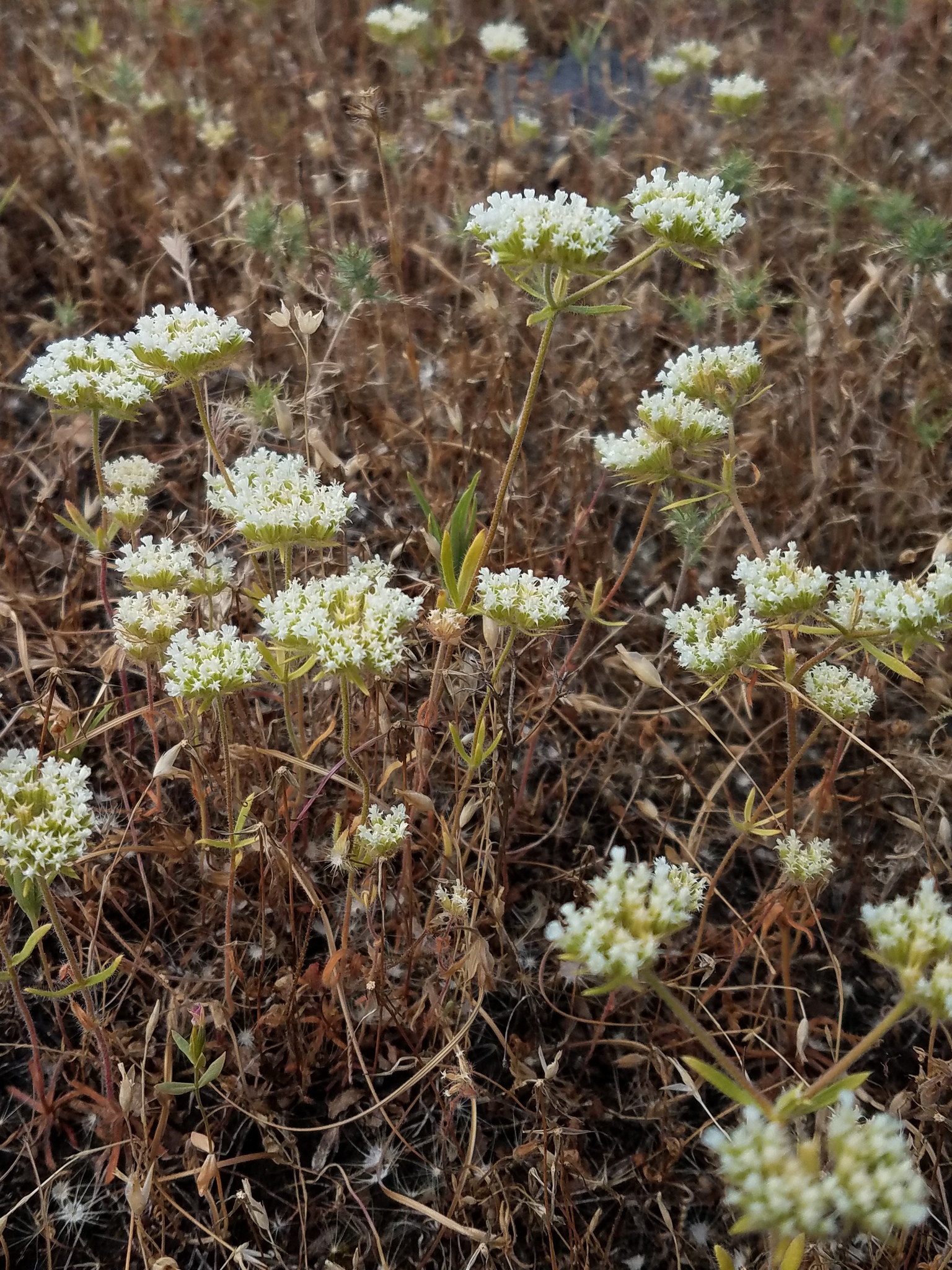 Chorizanthe stellulata