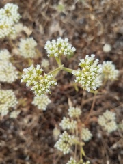 Chorizanthe stellulata