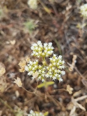 Chorizanthe stellulata