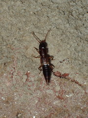 Achenomorphus corticinus