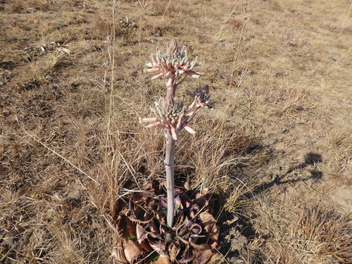 Aloe prinslooi, photograph 2