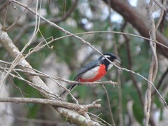 Granatellus venustus