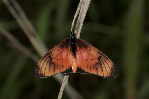 Natal Acraea