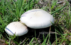 Agaricus osecanus