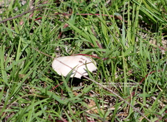 Agaricus osecanus