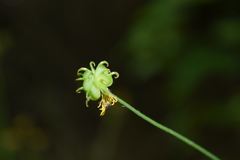 Ranunculus tuberosus