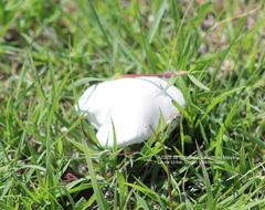 Agaricus osecanus