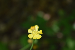 Ranunculus tuberosus