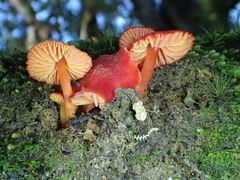 Pseudohygrocybe