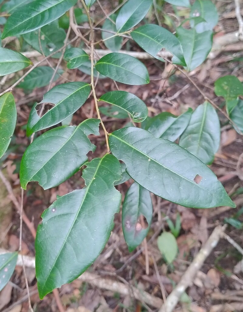 Cheese Tree in June 2024 by R.M. Numerous. · iNaturalist