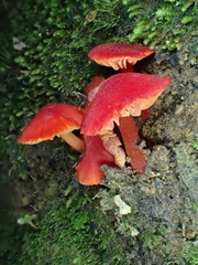 Pseudohygrocybe