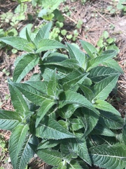 Monarda didyma