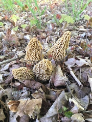 Morchellaceae