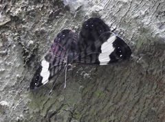 Ectima thecla peruviana