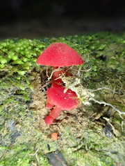 Pseudohygrocybe
