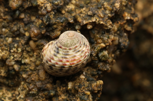 Nerita helicinoides, 2024-05-13