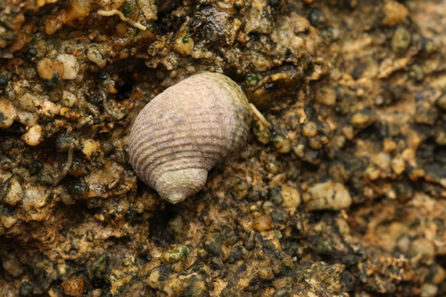 Nerita helicinoides, 2024-05-13