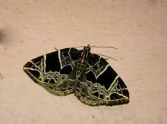 Gandaritis atricolorata