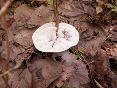 Hydnellum suaveolens