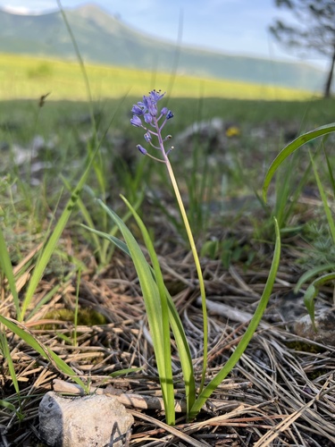 Scilla litardierei (Scilla litardierei)