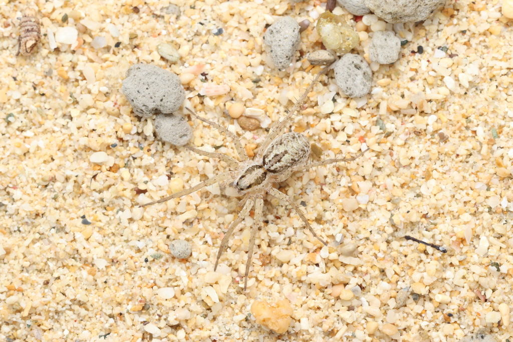 Pardosa takahashii