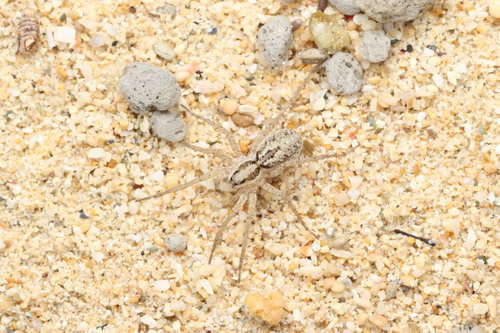 Pardosa takahashii