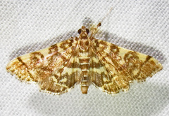 Apogeshna stenialis