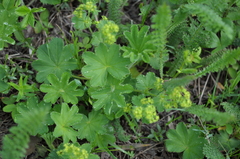 Alchemilla conglobata