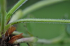 Alchemilla conglobata
