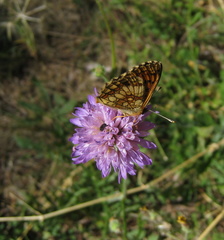 Melitaea deione