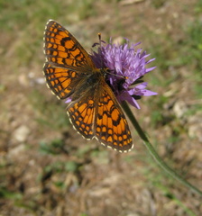 Melitaea deione
