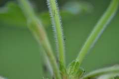 Alchemilla conglobata