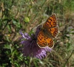 Melitaea deione