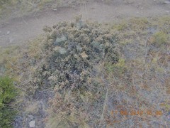 Usnea subgracilis
