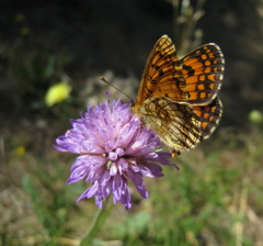 Melitaea deione